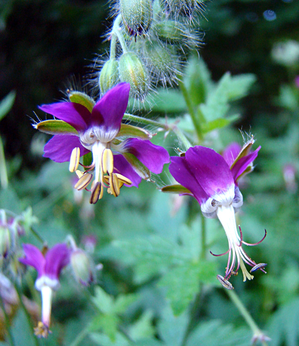 Geranium reflexum / Geranio a petali riflessi